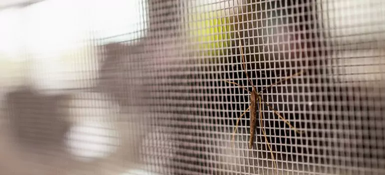 Repair Mosquito Mesh For Windows in Homestead, FL